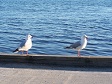 Two Seagulls Perched.JPG